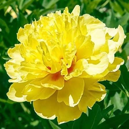 Bartzella Flower seeds