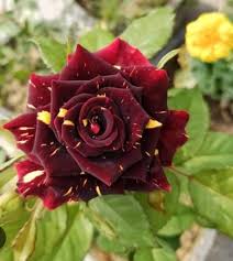 Red Yellow Rose Flower Seeds