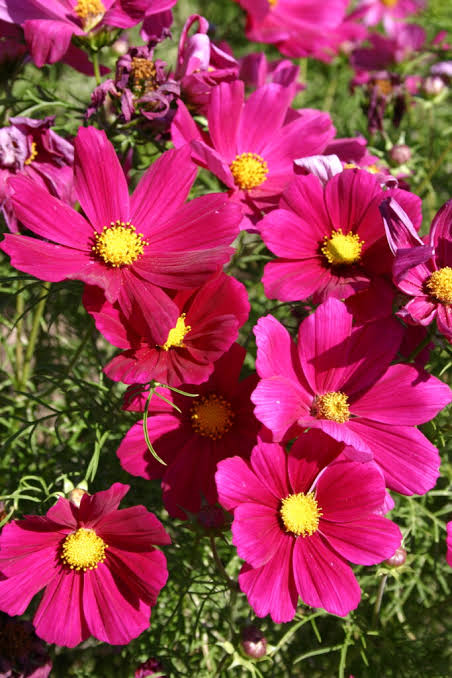 Red Cosmos Flower Seeds