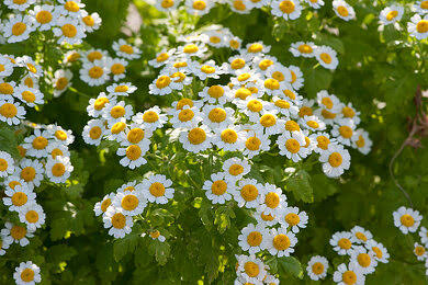Mutterkraut Flower Seeds – Exotic Flowering Plants for Vibrant Garden Beauty