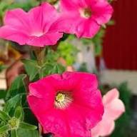 Pink Hanging Petunia Flower Seeds Planting Dark Heirloom Non-GMO Seeds for Planting High Germination Organic Garden