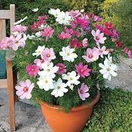 Cosmos Flower Seeds