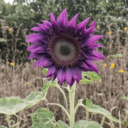 Purple Sunflower Seeds