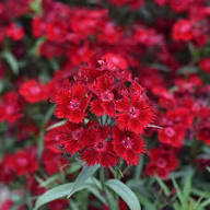 Red Dianthus Flower Seeds