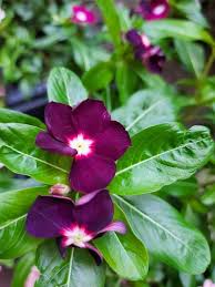 Periwinkle Flowers Seeds