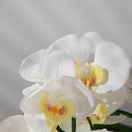 White Phalaenopsis Orchid Flower Seeds