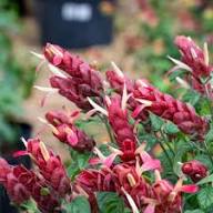 Pink Brandegeeana Flower Seeds