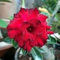 Red Black Adenium Flower Rare Blooming Plants Seeds - Heirloom Non GMO High Germination Organic Garden Planting
