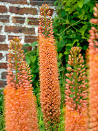 Orange Eremurus Flower Seeds - Heirloom Non GMO High Germination Premium Flower Seeds for Home Garden