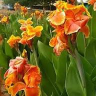 Orange Giant Canna Flower Seeds