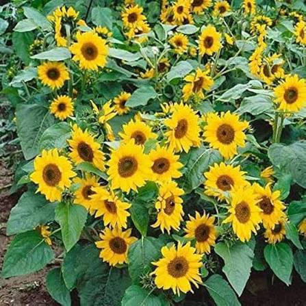 Yellow Mammoth Russian Sunflower Seeds