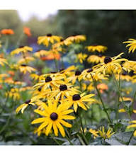 Yellow Echinacea Flower Seeds for Planting Heirloom Non-GMO High Germination Organic Garden Seeds