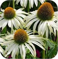 White Coneflower Seeds - Heirloom Non GMO High Germination Flower Seeds for Planting