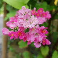 Pink Antigonon Flower Flower Seeds - Heirloom Non GMO High Germination Organic Garden Planting Seeds