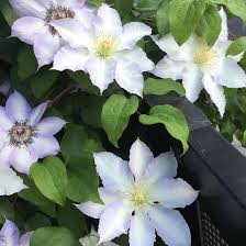Clematis Flower Premium