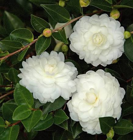 White Hemelia Flower Seeds