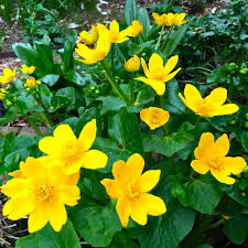 Caltha Flower Seeds for Colorful Landscape - Heirloom Non GMO Premium Flower Seeds for Home Garden Planting