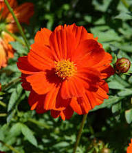 Red Cosmos Flower Seeds