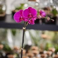 Pink Giant Orchid Flower Seeds Heirloom Non GMO High Germination Organic Garden Seeds Colorful Seeds for Planting - Heir