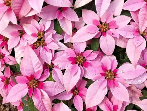 Pink Poinsettia Flower Seeds