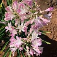 White Agapanthus Flower Premium Floral for Planting Heirloom Non-GMO High Germination Organic Garden for Decorative