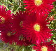 Red Delosperma Flower Seeds - Heirloom Non GMO High Germination Flower Seeds for Planting