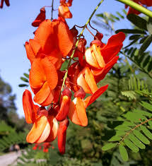 sesbania punicea red wisteria orange flowers Fruit