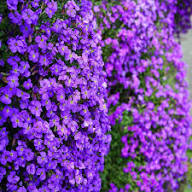 Purple Aubrieta Flower Flower Seeds - Heirloom Non GMO High Germination Organic Garden Planting Seeds