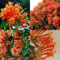 Orange Bessera Flower Flower Seeds - Heirloom Non GMO High Germination Organic Garden Planting Seeds