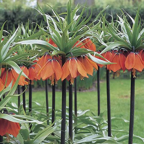 Red Kaiserkrone Flower Seeds