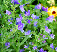 Blue Natternkopf Echium Vulgare Flower