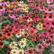 Echinacea Flower Seeds Mixed for Planting - Heirloom Non GMO High Germination Garden Seeds for Planting
