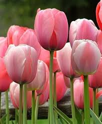 Red Tulip Flower Seeds Pink