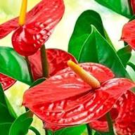 Mixed Anthurium Flower Flower Seeds - Heirloom Non GMO High Germination Organic Garden Planting Seeds