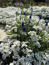 White Cress Aubrieta Flower Seeds