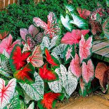 Caladium Flower seeds