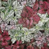 Hypoestes Flower Seeds Mixed