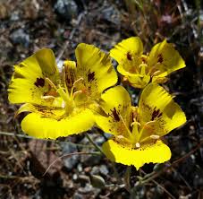 Calochortus Flower Seeds