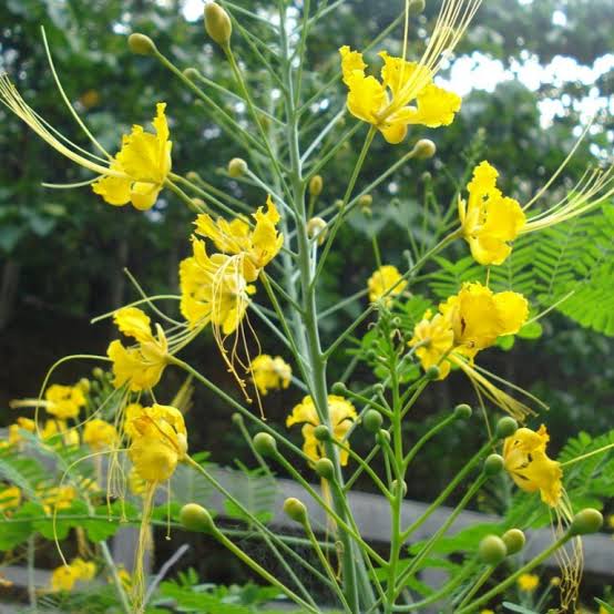 Yellow Retama Flower Seeds