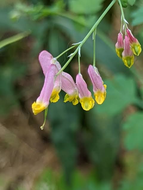 Corydalis Flower Seeds