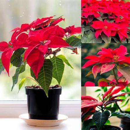 POINSETTIA FLOWER SEEDS HEIRLOOM NON-GMO HIGH GERMINATION ORGANIC GARDEN SEEDS FOR PLANTING Seeds - Heirloom Non GMO Hig