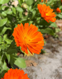 Orange Chamomile Flower Seeds - Heirloom Non GMO High Germination Garden Seeds for Planting