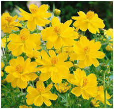 Yellow Cosmos Flower Seeds