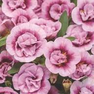 Pink Brunfelsia Pauciflora Calycina Flower Seeds - Heirloom Non GMO Garden Seeds for Planting, High Germination Quality