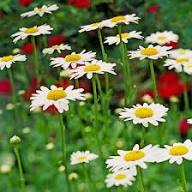 White Daisy Flower Seeds