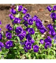 White Campanula Flower Seeds - Heirloom, Non-GMO, High Germination Flower Seeds for Planting