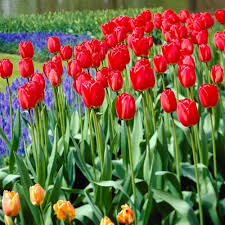 Red Tulip Flower Seeds