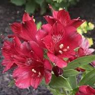 Red Alstroemeria Flower Seeds Rare - Heirloom Non GMO Premium Garden Seeds for Planting, High Germination Outdoor Plants