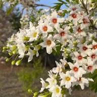 Yellow Horn Flower Flower Seeds - Heirloom Non GMO High Germination Organic Garden Planting Seeds