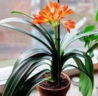 Orange Orange Clivia Flower Fresh Planting Clivia Flowers Flower Seeds Home Garden Seeds for Planting Heirloom Non-GMO